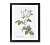 Cabbage Rose In Pale Pink By Pierre Joseph Redoute Vintage Framed Print | A2 Black Framed Wall Art | Ready to Hang | Classic Floral Picture | Living Room Bedroom Lounge Office