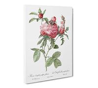 Cabbage Roses In Pink By Pierre Joseph Redoute Canvas Print | Gallery Wrapped 30mm Frame Wall Art | 24x16 inches | Ready to Hang | Retro Floral Picture | Living Room Bedroom Lounge Office