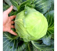 Cabbage Round Continuity Collection - 6 x Postiplugs Inc: - Grow Your Own Delicious Cabbages from May to October - Packed with Vitamin C - Thompson & Morgan