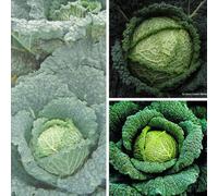 Cabbage Savoy Continuity Collection Mixed Savoy Cabbages X3 Postiplugs By Thompson & Morgan
