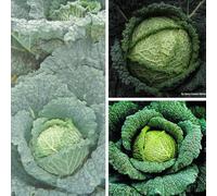 Cabbage Savoy Continuity Collection Mixed Savoy Cabbages x6 Postiplugs By Thompson & Morgan