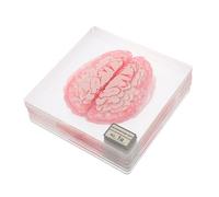 Cabilock 10pcs Acrylic Coaster Table Pad Pot Trivets Farmhouse Placemat Dinner Table Mats Hot Pads Rest Spooky Drink Cup Coasters 3d Brain Specimen Coffee Cup Mats Transparent