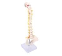 Cabilock 1Pc Anatomical Spine Model Human Bone Tailbone and Pelvis for Education and Practice Material for Medical and Anatomy Learning