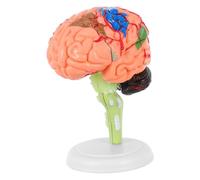 Cabilock 1pc Assembled Anatomy Brain Model with Blood Vessel Display Base Scientific Human Brain Model for Educational Use Schools Laboratories and Training Institutions
