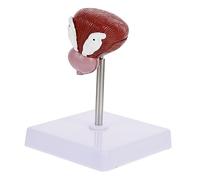 Cabilock 1pc Bladder Anatomical Model for Teaching Realistic Human Anatomy Aid for Classroom Nursing and Science Education Easy to Use and Understand Bladder Structure