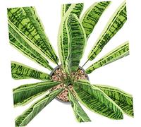 Cabilock 2pcs Artificial Snake Plant Sansevieria Potted Plants with High Natural Color Leaves Decorative Indoor Faux Greenery for Bedroom Living Home Decor