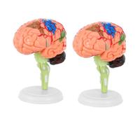 Cabilock 2pcs Human Brain Anatomy Model for Neuroscience Assembled Medical Teaching Tool