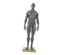 Cabilock 30cm Male Skull Anatomy Model Random Base Color Human Muscle Structure Drawing Aid Anatomical Study Tool for Artists and Educators