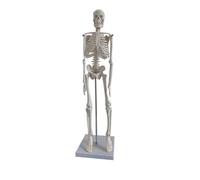 Cabilock 45cm Human Skeleton Model PVC Anatomy Model for Medical Yoga and Art Demonstrations