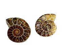 Cabilock 6pcs Ammonite Decoration Desktop Ornament Specimen Sample for Student Teaching Classroom Learning Activity Real Specimens for Boys and Girls
