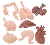 Cabilock 8pcs Human Organ Model Teaching Props Set Plastic Anatomy Study Tools Vivid Designed Practical Organs Model for University and Home Students Science Education