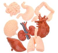 Cabilock 8Pcs Montessori Teaching Tool Human Organ Anatomical Model Set for Including Brain, Heart, Stomach, Lung, Liver, Kidney Specimens for Classroom and Student Education