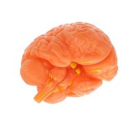 Cabilock Anatomical Brain Model Realistic Brain Anatomy Display for Classroom Teaching Detachable Components for Detailed Study Educational Tool for Science Education