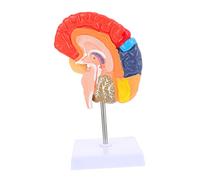 Cabilock Anatomical Half Brain Model for Teaching Vivid Brain Structure Display for Suitable for Schools Laboratories Nursing and Institutions