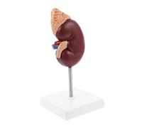 Cabilock Anatomical Kidney Model with Adrenal Gland for Biology Class Teaching Premium Plastic Medical Display Prop with Stand Detailed Human Organ Simulation for School Education and