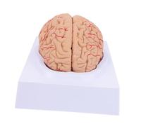 Cabilock Anatomy Brain Model with Blood Vessels for Medical Teaching Sturdy Brain Structure with Base Educational Tool for Hospitals Science Classrooms and Students