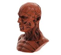 Cabilock Anatomy Skull Model Sculpture for Art and Study Detailed Human Skeleton Decoration for Sketching and Home Decor
