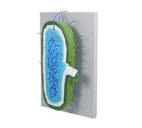 Cabilock Buildable Human Cell Model for Biology Lessons Animal Cell Simulation with Accurate Organelles Interactive Educational for Students and Science Classrooms