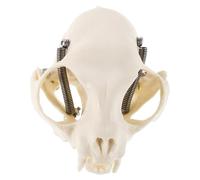 Cabilock Cat Skeleton Model Anatomical Skull Model Cat Anatomy Model Cat Skeleton Display Cat Skull Cat Skeleton Prop Animal Skull Prop Anatomical Skull Prop Cat Skeleton Figurine Pvc Beige