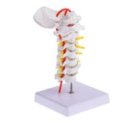 Cabilock Cervical Spine Model Detailed Human Anatomy Tool for Realistic Design with Texture Portable Teaching Aid for Healthcare Professionals