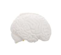 Cabilock Detachable Human Skull Brain Model for Medical Learning Classroom Study Display High Precision Educational Tool with Base for Research and Teaching