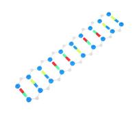 Cabilock Dna Structure Model Kit for Molecular Genetics Education Interactive Double Helix Visual Aid for Classroom and Laboratory Teaching Detailed Chemical Components for Student Learning