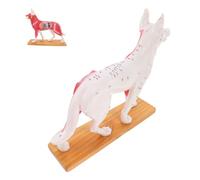 Cabilock Dog Acupuncture Model Material Veterinary Teaching Tool Canine Body Anatomy for Students Acupuncture Training and Anatomical Study