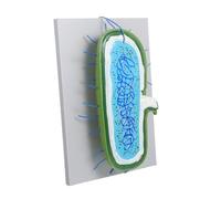 Cabilock Enlarged Cell Nucleus Model for Biology Teaching Detailed Cell Structure with Organelles Interactive Science Education Tool for Classroom Demonstrations and Student Study