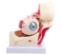 Cabilock Enlarged Human Eye Anatomy Model Detachable Parts for Medical Teaching and Study 3X Magnification Eyeball and Orbital Structure Model