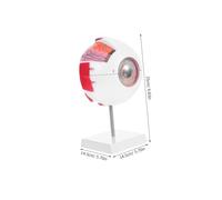 Cabilock Enlarged Realistic Human Eye Anatomy Model with Numbered Detachable Orbital Structure for Medical Teaching Classroom Display and Optometry Education