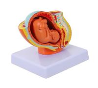 Cabilock Female Full Term Uterine Embryo Model for Teaching PVC Material Detailed Nine Month Pregnancy Display Educational Tool for Students and Medical Experts