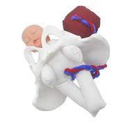 Cabilock Female Pelvic Anatomy Model for Childbirth Simulation with Fetus, Umbilical Cord, and Placenta - Realistic Labor Process Simulator for Midwife Training and Clinical Teaching