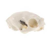 Cabilock High Fidelity Cat Skull Anatomical Model for Teaching and Research Detailed Realistic Skeleton Texture Portable for Classroom Display Art Reference and Halloween Fish Tank Decor
