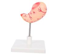 Cabilock High Teaching Tool for Medical Research Stomach Educational Model for Science Education and Demonstration