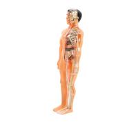 Cabilock Human Anatomy Model Kit Translucent Assembly with Removable Organs Bones for Cognitive Learning and Exploration Educational Puzzle