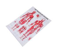 Cabilock Human Anatomy Muscular System Chart Educational Skeleton Poster for Classroom Medical Use Canvas Print for Intuitive Understanding of Body Structure