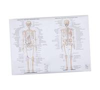 Cabilock Human Anatomy Poster Educational Skeletal Muscle Structure Chart for Classroom Laboratory Teaching Printed Scientific Body Dissection Picture Silk Cloth
