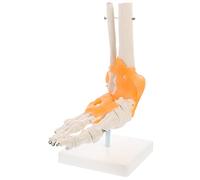 Cabilock Human Foot Joint Model with Artificial Ligaments Base Anatomical Skeleton for Medical Study and Science Classroom Educational Teaching Aid for Understanding Foot and Ankle Anatomy