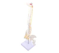 Cabilock Human Spine Model with Flexible Vertebrae and Intervertebral Discs Anatomical Spine Anatomy Model for Medical Teaching Education and Training