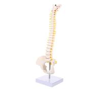 Cabilock Human Spine Model with Tailbone Anatomy PVC Vertebral Column Model Featuring Nerve Roots Intervertebral Discs and Spinal Arteries Portable Medical Anatomy for Education and Doctor