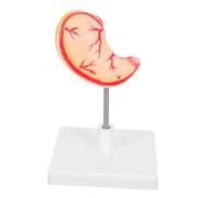 Cabilock Human Stomach Study Tool for Teaching Resource for Anatomy Classes and with High Precision Details