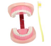 Cabilock Learning Model Realistic Standard Tooth Model for Oral Education and Safe Material for Science Lab Teaching Compact Anatomy Tool for Young Learners