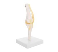 Cabilock Life Anatomical Knee Joint with Flexible Ligaments PVC for Medical Study and Teaching Aid