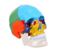 Cabilock Medical Anatomical Human Skull Model Realistic Anatomical Head for Teaching and Display and Safe Material for Schools Laboratories and Nursing Education