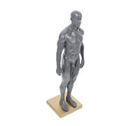 Cabilock Miniature Human Muscle Structure Model Half Torso Art Figure for Anatomy Study and Artist Drawing Reference Educational Teaching Tool Random Color