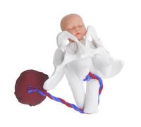 Cabilock Obstetric Practice Pelvis Model Compact Birth Process Simulator for Prenatal Education Nursing Students Teaching Female Pelvic Anatomy Labor Demonstration Tool with Fetus Placenta