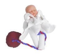 Cabilock Obstetric Practice Pelvis Model with Fetus Umbilical Cord Placenta Mini Female Pelvis Simulator for Childbirth Education and Midwifery Teaching Prenatal Labor Demonstration Tool