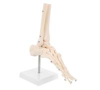 Cabilock Realistic Human Foot Skeleton Model Anatomical Foot Bone for Medical Use