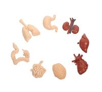 Cabilock Realistic Human Organs Model Toy 10-Piece Educational Anatomy Set for Boys and Girls Cognitive Learning Prop for Science and Biology Studies