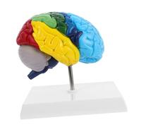 Cabilock Scale Right Half Brain Model with Color Annotations and Clear Labels Medical Anatomy Display for Science Classroom Study Teaching Tool for Medical Students Learners